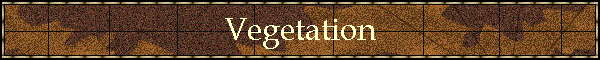 Vegetation