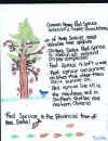 red spruce.jpg (137444 bytes)