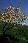spring2.jpg (76185 bytes)